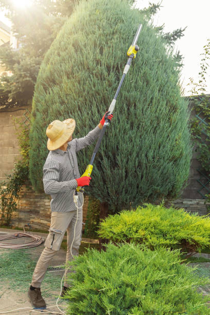 How Our Tree Care Process Works  in  Baldwin Park, CA